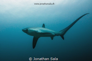 thresher shark by Jonathan Sala 